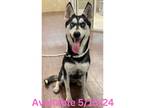 Adopt Dog Kennel #24 a Husky / Mixed Breed (Medium) / Mixed dog in Greenville