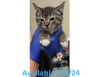 Adopt Cat Condo #1 a Domestic Shorthair / Mixed (short coat) cat in Greenville