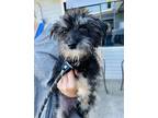 Adopt Gucci a Black - with Gray or Silver Terrier (Unknown Type