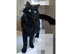 Adopt Booboo a All Black Domestic Mediumhair / Mixed (medium coat) cat in