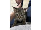 Adopt TW-Bosco a Brown or Chocolate (Mostly) Domestic Shorthair cat in