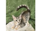 Adopt TW-Emily a Gray or Blue (Mostly) Domestic Shorthair cat in Arlington/Ft
