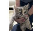 Adopt TW-Faith a Gray or Blue (Mostly) Domestic Mediumhair cat in Arlington/Ft