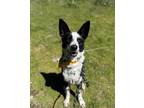 Adopt Nellie a Black - with White Border Collie / Mixed dog in Lynnwood