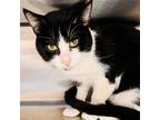 Adopt Sylvester a White Domestic Shorthair / Mixed (short coat) cat in Oakland