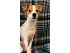 Adopt Brian a Mixed Breed (Medium) / Mixed dog in Fond du Lac, WI (41386790)
