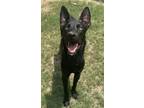Adopt Timothy a Shepherd (Unknown Type) / Mixed Breed (Medium) / Mixed dog in
