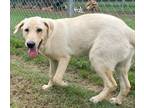 Adopt Tucker a Labrador Retriever / Mixed Breed (Medium) / Mixed dog in Tool