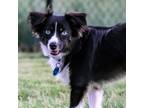 Adopt Roku a Black - with White Australian Shepherd / Mixed dog in Frisco