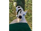 Adopt Dodge a White - with Black Dogo Argentino / Boxer / Mixed dog in