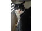 Adopt Doe a White Domestic Shorthair / Mixed Breed (Medium) / Mixed (short coat)