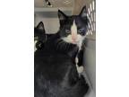 Adopt Dee a White Domestic Shorthair / Domestic Shorthair / Mixed cat in