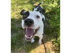 Adopt Polaroid a Black American Pit Bull Terrier / Mixed dog in Kansas City