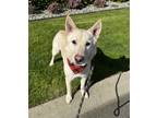 Adopt Snow a White Jindo / Shepherd (Unknown Type) / Mixed dog in Lynnwood