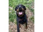 Adopt Jetta a Black Mixed Breed (Large) / Mixed dog in Baltimore, MD (41415263)