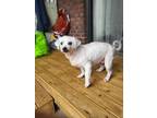 Adopt Qq a White Poodle (Miniature) / Mixed dog in Port Coquitlam, BC (41156665)