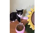 Adopt Libby a Domestic Shorthair / Mixed cat in Poughkeepsie, NY (38629486)