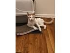 Adopt Jake a Tan or Fawn American Shorthair / Mixed (short coat) cat in Fresh