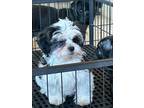 Adopt Luis a Black - with White Shih Tzu / Maltipoo / Mixed dog in Los Angeles