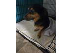 Adopt Rusty a Dachshund / Mixed Breed (Medium) / Mixed dog in WAYNESVILLE