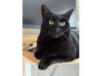 Adopt Roman a Black (Mostly) American Shorthair / Mixed (short coat) cat in