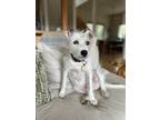 Adopt lucy lambchop a White - with Tan, Yellow or Fawn Parson Russell Terrier /