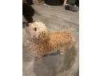 Adopt Luna a Tan/Yellow/Fawn - with White Goldendoodle / Mixed dog in Pasco