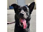 Adopt Kane - Foster or Adopt Me! a Black Labrador Retriever / Mixed dog in Lake