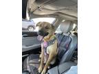 Adopt Luna a Brindle - with White Black Mouth Cur / Mixed dog in Casa Grande
