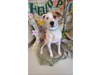 Adopt Pluto a White - with Tan, Yellow or Fawn Pitsky / Mixed dog in West Linn