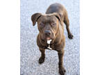 Adopt Bear a Gray/Blue/Silver/Salt & Pepper Mixed Breed (Large) / Mixed dog in