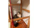 Adopt Chiki a Spotted Tabby/Leopard Spotted Domestic Mediumhair (medium coat)