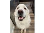 Adopt Yoda a White - with Gray or Silver Great Pyrenees / Mixed dog in Eagle