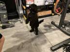 Adopt Bengi a Black Goldendoodle / Mixed dog in Pasco, WA (41426997)