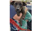 Adopt Hershey a Brown/Chocolate Terrier (Unknown Type, Small) / Mixed dog in