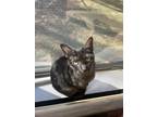 Adopt Chloe a Black (Mostly) American Shorthair / Mixed (short coat) cat in