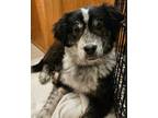 Adopt Molly a Gray/Silver/Salt & Pepper - with Black Australian Shepherd / Mixed