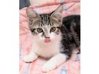 Adopt Peppa a Gray, Blue or Silver Tabby Domestic Shorthair (short coat) cat in