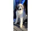 Adopt Harvey a White - with Black Great Pyrenees / Labradoodle / Mixed dog in