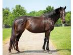 Adopt Scat Daddy's Girl a Bay Thoroughbred horse in Nicholasville, KY (39479136)