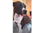 Adopt Scarlett a Brindle - with White American Staffordshire Terrier / American