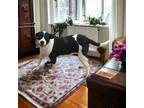 Adopt Isabel a Black - with White American Staffordshire Terrier / Great Dane /