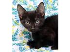 Adopt Joni a Black (Mostly) Domestic Shorthair (short coat) cat in Seminole