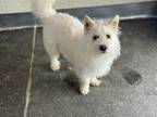 Adopt Milo a White Terrier (Unknown Type, Small) / Mixed dog in Palisades Park