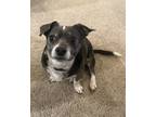 Adopt Scout a Gray/Silver/Salt & Pepper - with White Chiweenie / Rat Terrier /