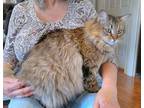 Adopt Maribell a Tan or Fawn Tabby Domestic Mediumhair / Mixed (medium coat) cat