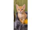 Adopt Calamity a Orange or Red Tabby Domestic Shorthair (short coat) cat in