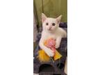 Adopt Mayhem a White Domestic Shorthair (short coat) cat in Escondido