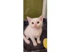Adopt Mischief a White Domestic Shorthair (short coat) cat in Escondido