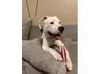 Adopt Chubby a White - with Black American Pit Bull Terrier / Mixed dog in